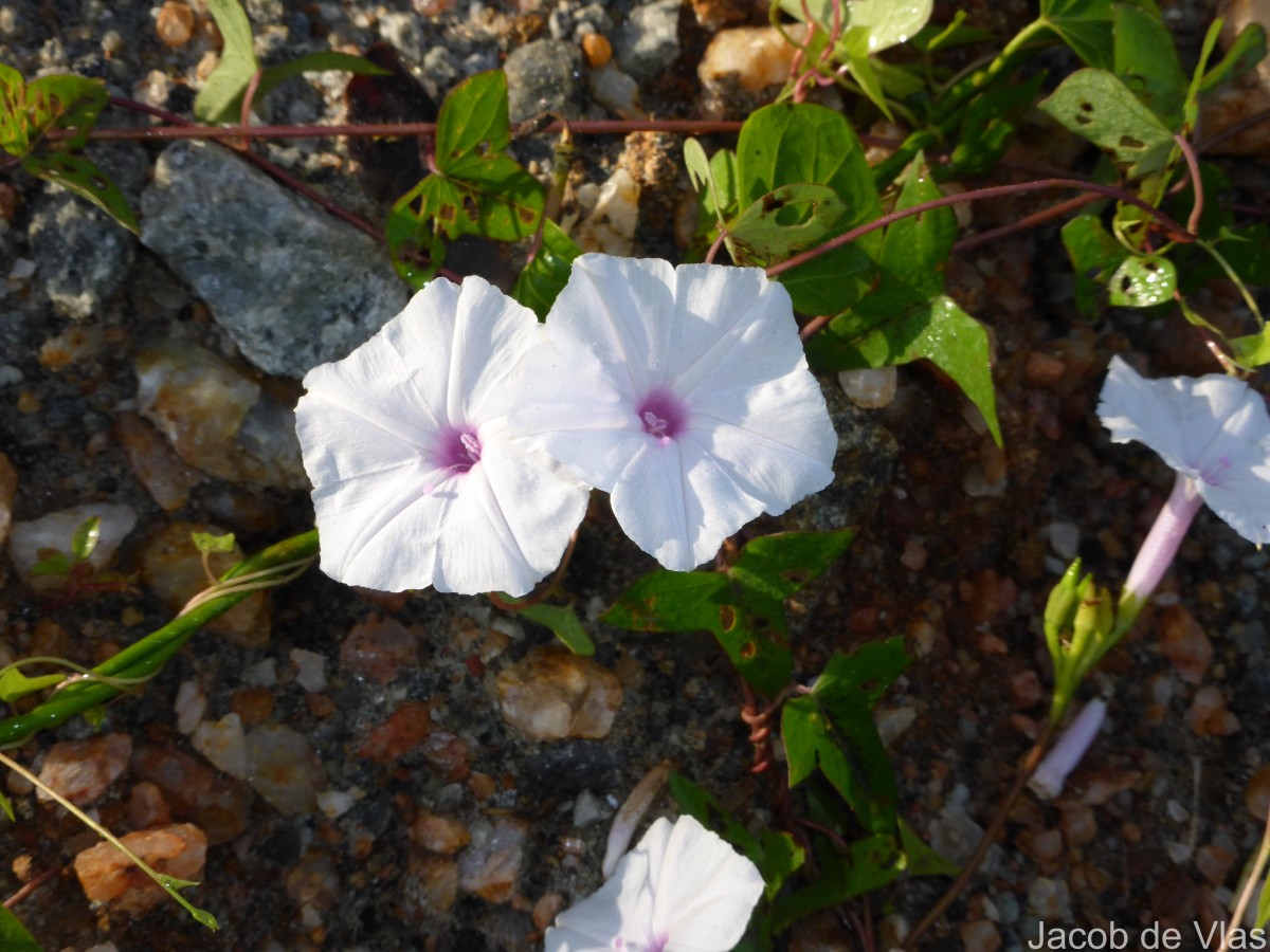 Ipomoea sagittifolia Burm.f.
